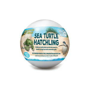 Sea Turtle Hatchling Egg