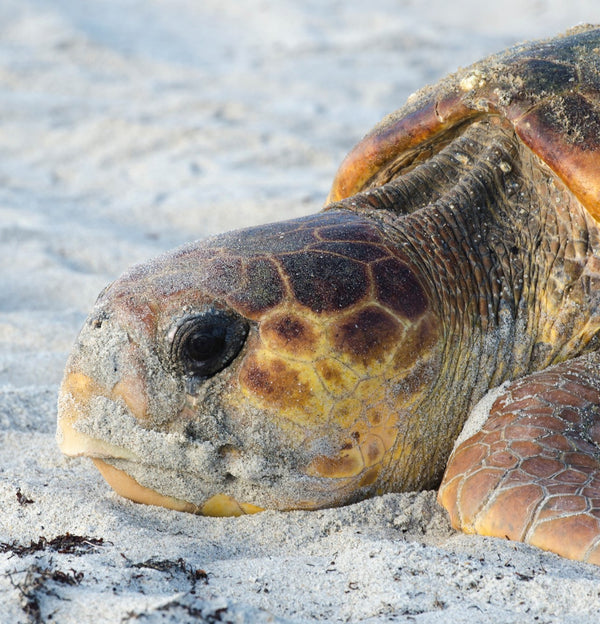 Turtle Walk - Friday