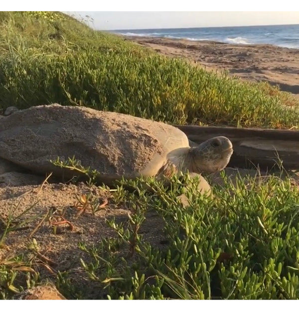 Turtle Walk - Saturday (Members Only)