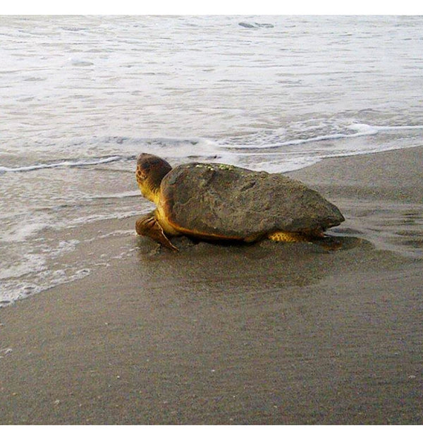 Turtle Walk - Wednesday